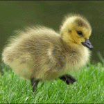 goose-baby