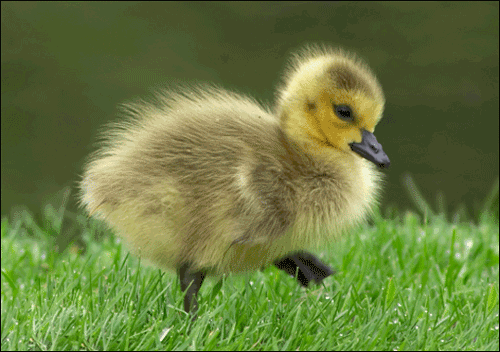 goose-baby
